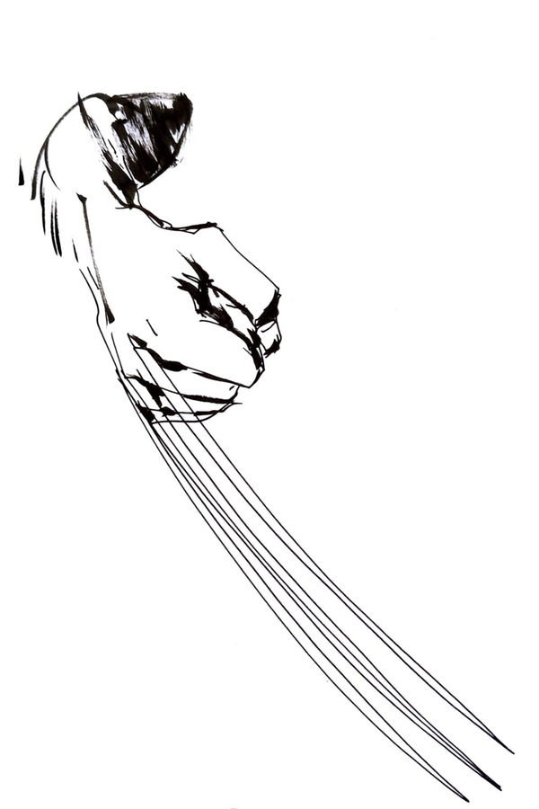 WOLVERINE MAX:  Working Sketch (Claws)